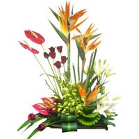 Flowers to India - Anthurium Flowers to India